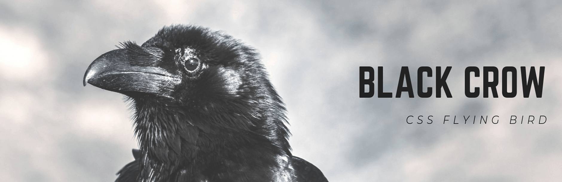 Black Crow (CCS Flying Bird) WordPress Plugin