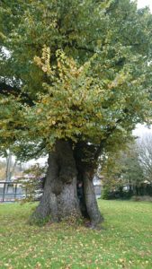 Preston Twin Oldest Elm Tree in the World