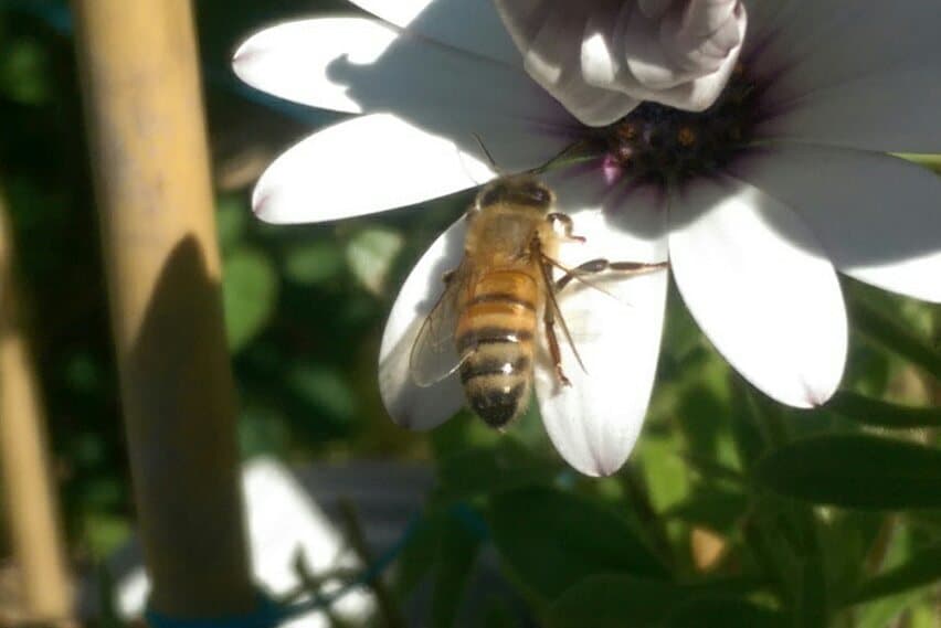 Western Honey Bee in Sussex Garden