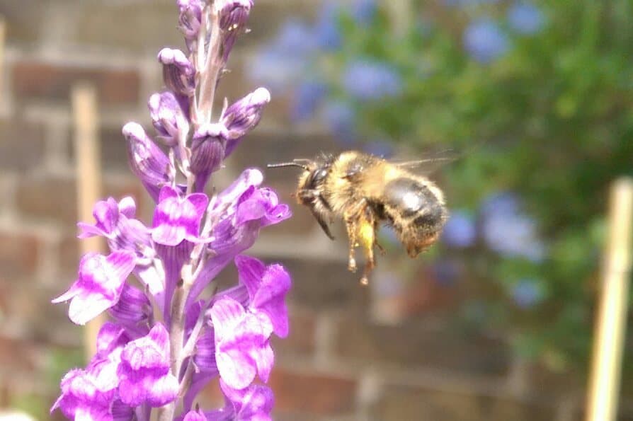 Fork-tailed Flower Bee in Sussex Garden