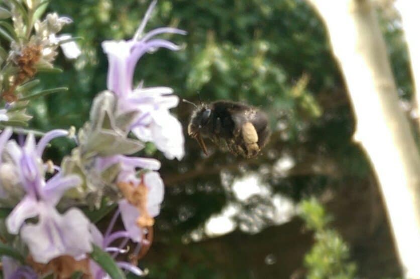 Female Hairy-footed Flower Bee